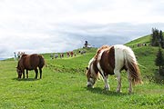 Ponys weiden hier oben... (Foto: Marikka-Laila Maisel)